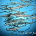 barracuda_blackfin_jr_kb_h_0186_73_png0465.jpg